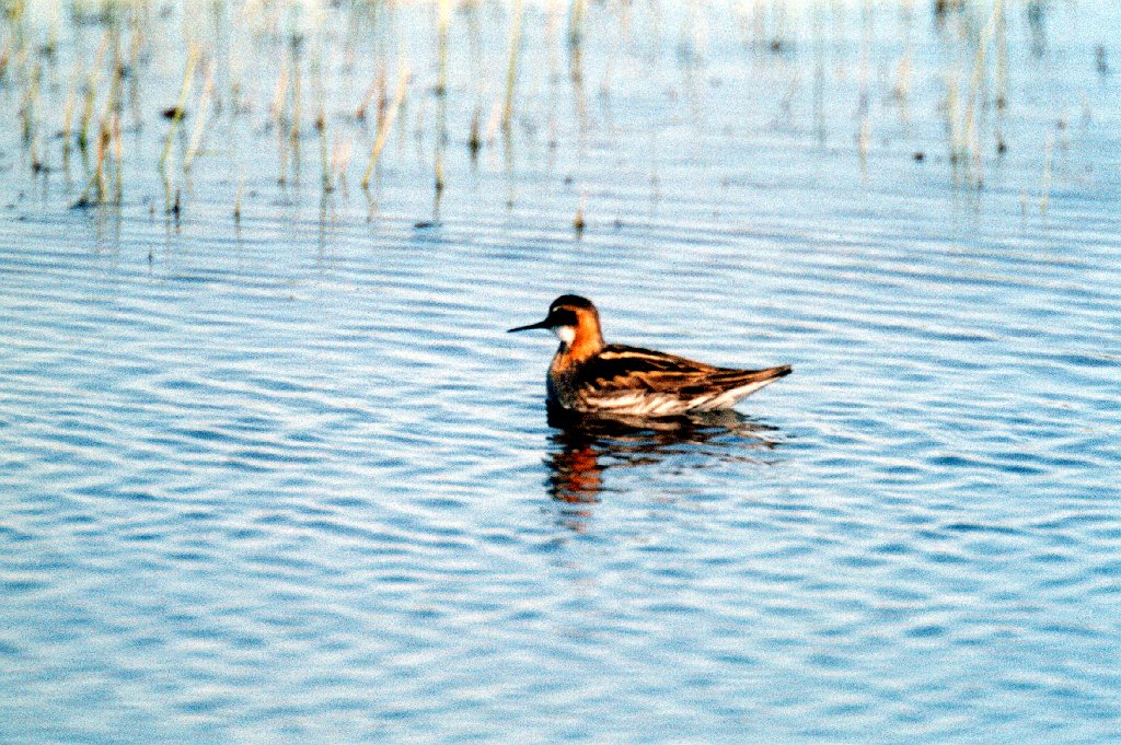 Phalarope, Red-necked, Tuktoyaktuk, NWT  06-1996 B06P89I01.jpg - Red-necked Phalerope. Tuktoyaktuk, NWT, 6-1996